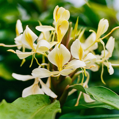 Plush knit blanket featuring white and yellow ginger lily blossoms.